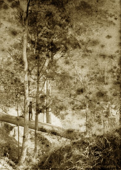 Balancing on a log, Australia. A man in a suit and bowler hat balances as he walks along the trunk of a fallen tree in the forested outback surrounding Brisbane. Queensland, Australia, circa 1890., Queensland, Australia, Australia, Oceania.