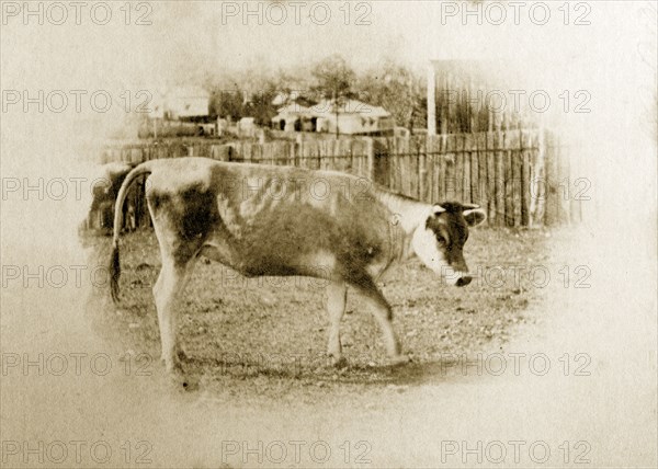 Calf on a Queensland smallholding. A calf pictured in a fenced paddock on a Queensland settler's smallholding. Queensland, Australia, circa 1890., Queensland, Australia, Australia, Oceania.