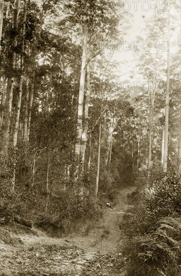 Forest path in the outback. A young boy sits on a forest path in the outback. Brookfield, Australia, circa 1890. Brookfield, Queensland, Australia, Australia, Oceania.
