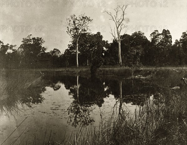 Reflections of the outback. Two tall trees, one dead and one alive, are reflected in the still waters of a lagoon or creek in the outback surrounding Brisbane. Queensland, Australia, circa 1890., Queensland, Australia, Australia, Oceania.