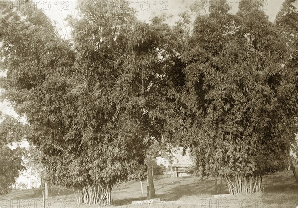 Trees on settler's land, Australia. Trees and bushes planted closely together on colonial settlers land. Queensland, Australia, circa 1890., Queensland, Australia, Australia, Oceania.
