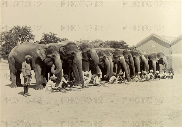Evening feed for an elephant battery. Unsaddled elephants working in the heavy battery division of the Royal Artillery take a break for their evening meal. According to the caption, their mahouts (elephant handlers) are feeding them chapatis, a type Indian bread. India, circa 1895. India, Southern Asia, Asia.