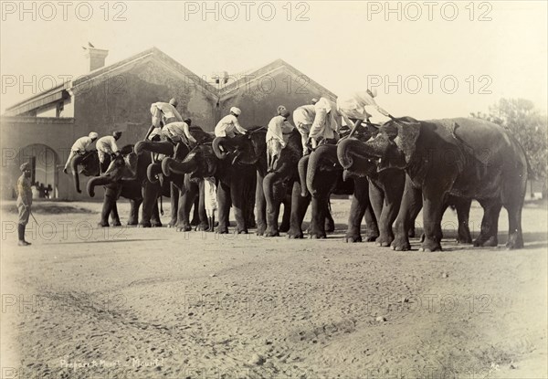 How to mount an elephant. On a word of command, elephants in the heavy battery division of the Royal Artillery assist their mahouts (elephant handlers) to mount, supporting the men with their trunks as they climb onto their shoulders. India, circa 1895., Middle East, Asia.