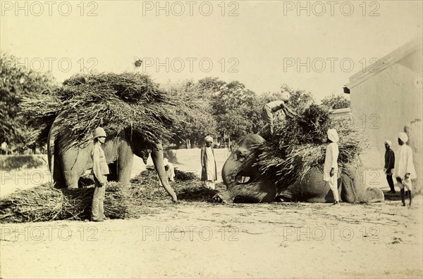 Fodder for battery elephants. Mahouts (elephant handlers) secure large bundles of foliage intended as elephant fodder onto the backs of their elephants. These elephants are two of several working for the heavy battery division of the Royal Artillery. India, circa 1895. India, Southern Asia, Asia.