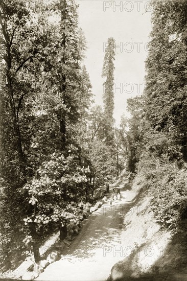 The road to Kashmir. A small party of travellers on their way to Kashmir, accompany a cattle-drawn cart along a Himalayan mountain track surrounded by dense forest. India, circa 1895., Jammu and Kashmir, India, Southern Asia, Asia.