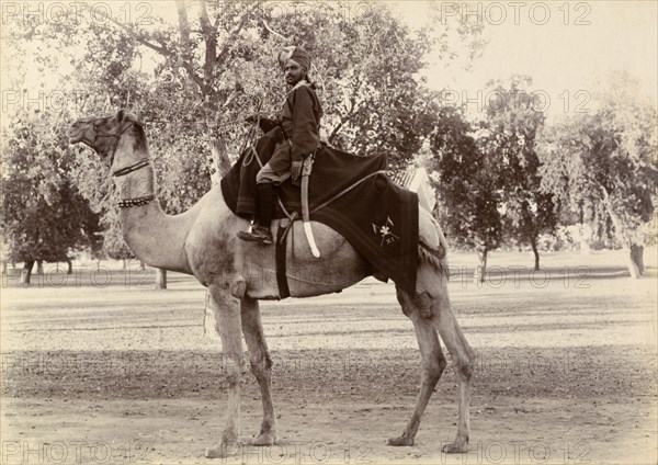 A mounted orderly. A turbaned orderly poses for the camera astride a dromedary camel, his curved sword hanging from his belt. Rawalpindi, Punjab, India (Punjab, Pakistan), circa 1895. Rawalpindi, Punjab, Pakistan, Southern Asia, Asia.
