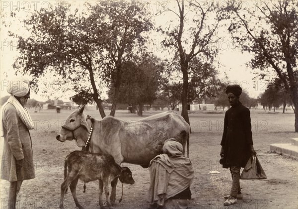 Milk for breakfast. A turbaned figure crouches down to milk a harnessed cow whose calf waits nervously nearby. India, circa 1895. India, Southern Asia, Asia.