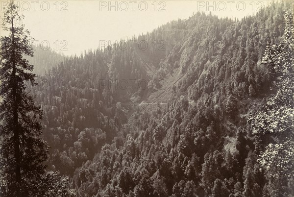 The Himalayas at 8000ft. View of a steep, densely forested mountain slope, located in the Himalayas at an altitude of 8000ft. India, circa 1895., Jammu and Kashmir, India, Southern Asia, Asia.