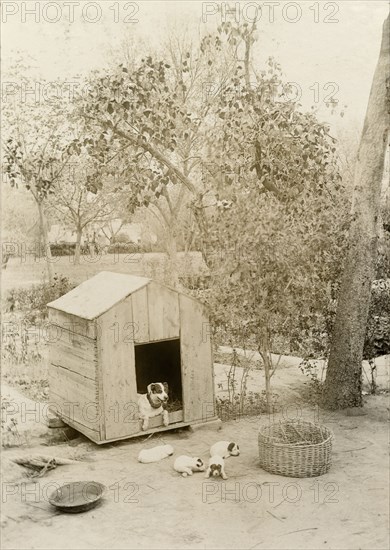 Mrs Morton's puppies. A dog belonging to Mrs Morton sits in its kennel, watching over its young puppies as they play in a backyard. India, circa 1895. India, Southern Asia, Asia.