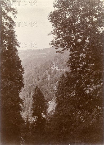 Forested hills close to Murree. View through the trees of the densely forested Himalayan mountain terrain surrounding the town of Murree. India (Pakistan), circa 1895., North West Frontier Province, Pakistan, Southern Asia, Asia.