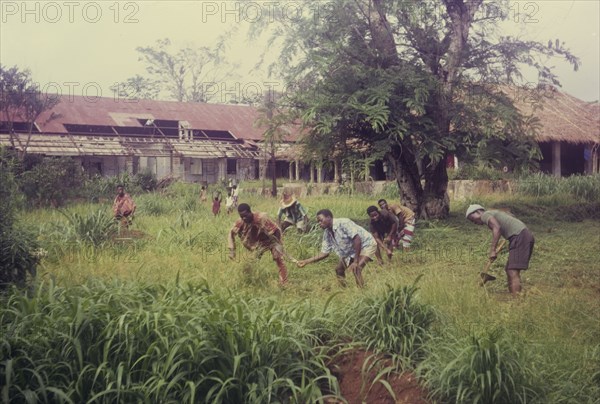 ICI students clear ground at Iyi Enu. A group of men identified as 'ICI students' clear overgrown land next to the Iyi Enu Church of Nigeria Hospital, a victim of raids carried out during the Nigerian Civil War (1967-70). Iyi Enu, Nigeria, circa 1970. Iyi Enu, Anambra, Nigeria, Western Africa, Africa.