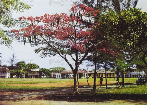 African tulip tree. A colourful tourist postcard of an African tulip tree, pictured in full blossom in the grounds of Yaba College of Technology. Yaba, Nigeria, circa 1975. Yaba, Lagos, Nigeria, Western Africa, Africa.