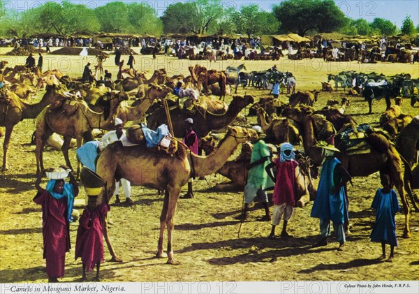 Camels at Monguno market. Camels for sale at Monguno market with a line of covered market stalls in the distance. Monguno, Nigeria, circa 1975. Monguno, Borno, Nigeria, Western Africa, Africa.