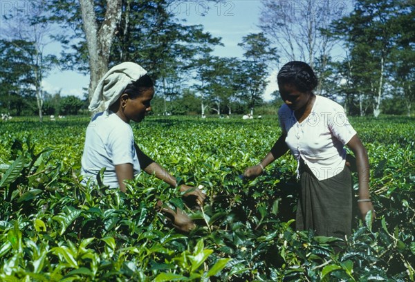 Tea plucking at Sessa tea estate. Two women pick tea from a plantation on the Sessa tea estate. Assam, India, 1963., Assam, India, Southern Asia, Asia.