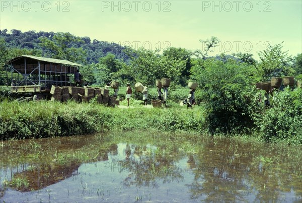 Transporting tea leaves. Workers balance baskets of tea leaves on their heads, transporting them from plantations on the Borpatra tea estate to a waiting truck. Assam, India, 1972., Assam, India, Southern Asia, Asia.