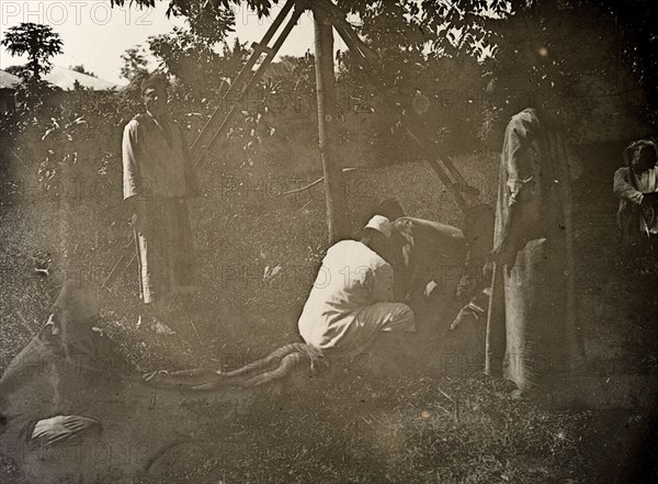 A young thief receives punishment. Several men restrain a thief, one sitting on his back as another ties his hands. The two ladders propped up against a tree in the background suggest an orchard or plantation scene. German East Africa (Tanzania), 1906. Tanzania, Eastern Africa, Africa.