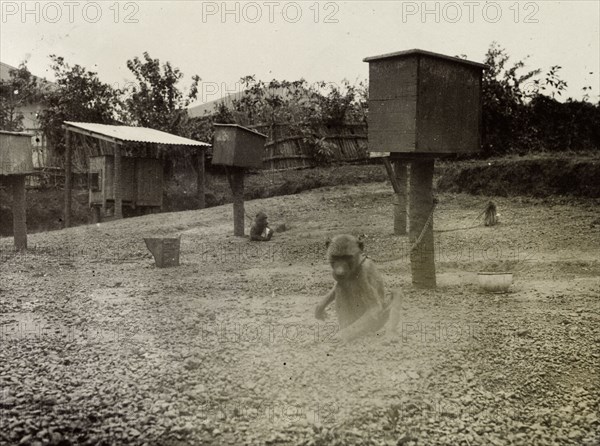 Monkeys with sleeping sickness virus. Several monkeys are chained to wooden housing boxes in a fenced compound. A caption records that they have been inoculated with sleeping sickness virus, suggesting they were part of a government programme to understand and treat the disease. Uganda, 1906. Uganda, Eastern Africa, Africa.