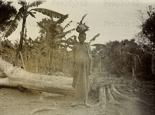 Collecting peanuts, Uganda. A Ugandan woman gazes seriously into the camera. She stands beside a felled tree, a string of peanuts hanging from one shoulder and a bundle wrapped in leaves balanced upon her head. Uganda, 1906. Uganda, Eastern Africa, Africa.