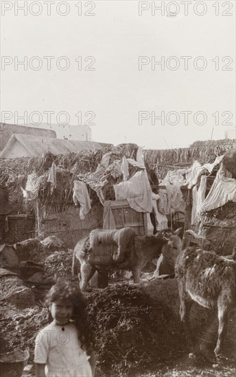 Donkey pen, Casablanca. Two donkeys rest inside a roughly constructed pen covered with washing left out to dry. Casablanca, Morocco, 1898. Casablanca, Casablanca, Morocco, Northern Africa, Africa.