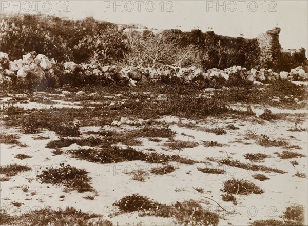 Ruin with storks. A Moroccan ruin in the desert. Almost invisible due to fading, the original caption 'Ruins With Storks' draws attention to the black wing tips of several white storks (Ciconia ciconia) that sit along top of the ruin. Morocco, 1898. Morocco, Northern Africa, Africa.