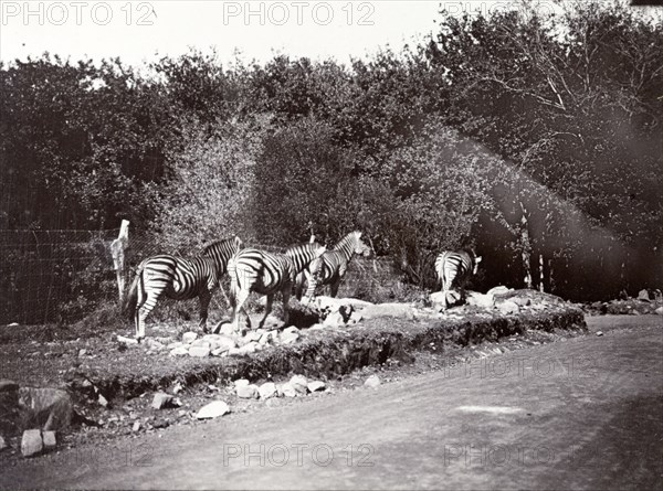 Zebras beside a road, East Africa. A small herd of zebras edge along a roadside, walking in file with the dominant female leading the family group. Probably Kenya, 1906., Eastern Africa, Africa.