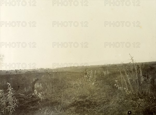 Typical Kenyan grasslands. Kenyan grasslands typical of the terrain Frederick Stanbury passed through on his safari trip through the Lake Baringo area. British East Africa (Kenya), 1906. Kenya, Eastern Africa, Africa.