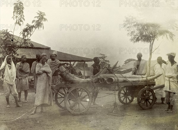 Ivory on a cart at Kisumu. Kenyan traders load up a cart with elephant tusks. British East Africa (Kenya), 1906. Kenya, Eastern Africa, Africa.