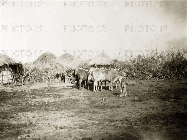 Kavirondo village. A small group of cattle congregate in the centre of a village. Kavirondo, British East Africa (Kenya), 1906. Kavirondo, Nyanza, Kenya, Eastern Africa, Africa.