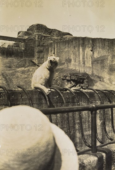 Mr Polar Bear at the zoo'. A ladies' wide-brimmed hat partially obscures a holiday snap of a polar bear sitting in a fenced zoo enclosure. Location unknown, circa 1928.