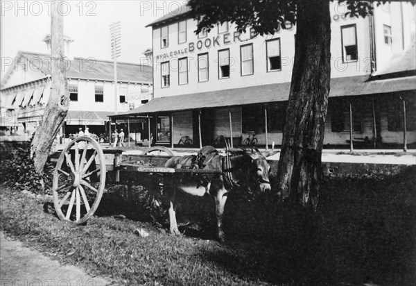 Patience'. A mule tethered to a two-wheeled cart, waits patiently beneath a shady tree beside a city street. A large building labelled 'Wholesale Booker Bros.' can be seen in the background. Uganda, circa 1935. Uganda, Eastern Africa, Africa.