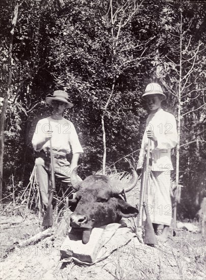 Hunting trophy, Malaysia. F. Chapman, British trigonometrical surveyor, and Wan Hussain, Siamese official, pose with the head of a seladang or wild ox. Probably Perak, British Malaya (Malaysia), circa 1902., Perak, Malaysia, South East Asia, Asia.