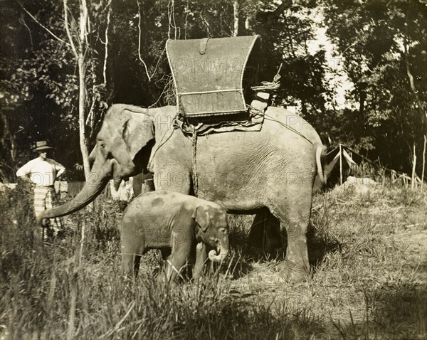 A laden elephant and her calf, Malaysia. A cow elephant laden for a Bername base line survey trip, with her calf. Near Janing, British Malaya (Malaysia), circa December 1901., Perak, Malaysia, South East Asia, Asia.