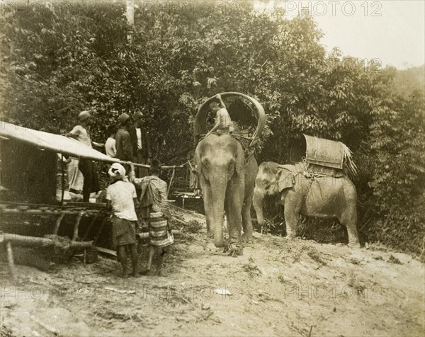 Laden elephants, Malaysia. Working elephants, laden for a trigonometrical survey. Near Janing, British Malaya (Malaysia), circa December 1901. Malaysia, South East Asia, Asia.