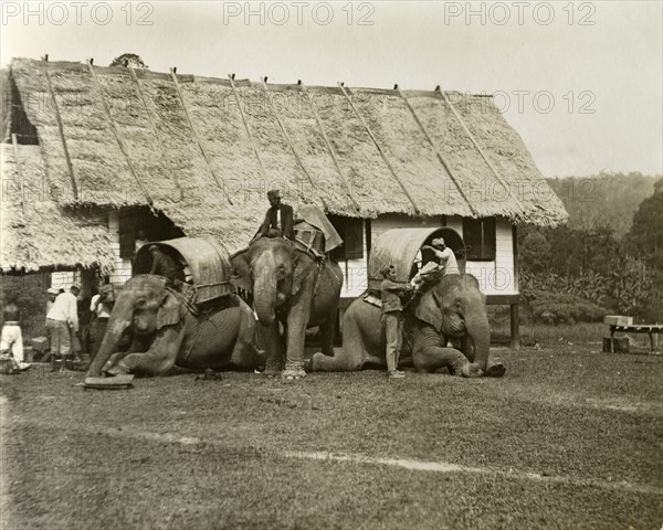 Loading of elephants, Malaysia. Elephants being loaded for a trigonometrical survey trip. Janing, British Malaya (Malaysia), circa December 1901. Janing, Perak, Malaysia, South East Asia, Asia.