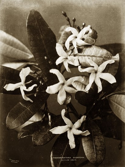 Rare flower of Ceylon. Botanical study of a Tabernaemontana dichotoma in flower. Ceylon (Sri Lanka), circa 1885. Sri Lanka, Southern Asia, Asia.