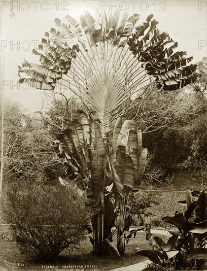 Traveller's Palm. Botanical portrait of a Traveller's Palm (Ravenala madagascariensis), probably growing in Peradeniya Botanic Gardens. Kandy, Ceylon (Sri Lanka), circa 1885. Kandy, Central (Sri Lanka), Sri Lanka, Southern Asia, Asia.