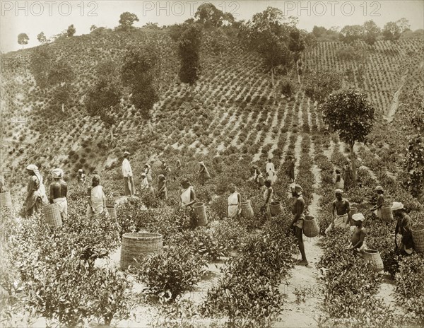 Tea picking in Ceylon. Workers plucking tea on the Holton Estate. Panwila, Ceylon (Sri Lanka), circa 1885. Panwila, Central (Sri Lanka), Sri Lanka, Southern Asia, Asia.
