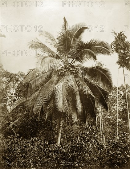 Coconut Palm, Ceylon. Botanical portrait of Cocos nucifera, the common Coconut Palm. Ceylon (Sri Lanka), 1885. Sri Lanka, Southern Asia, Asia.