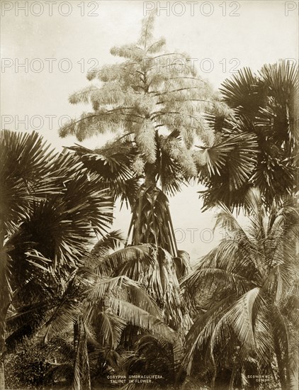 A Talipot Palm tree. Botanical study of Corypha umbraculifera, the Talipot Palm, in flower, probably growing in Peradeniya Botanic Gardens. Kandy, Ceylon (Sri Lanka), 1877. Kandy, Central (Sri Lanka), Sri Lanka, Southern Asia, Asia.