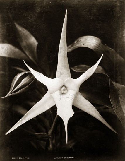 A comet orchid. Botanical portrait of a comet orchid (Angraecum sesquipedale). Ceylon (Sri Lanka), circa 1885. Sri Lanka, Southern Asia, Asia.