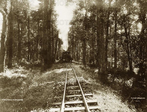 Darjeeling Hill Railway. A steam engine approaches through an avenue of trees. The stretch of line is part of the Darjeeling Hill Railway near Sookna. West Bengal, India, circa 1890., West Bengal, India, Southern Asia, Asia.