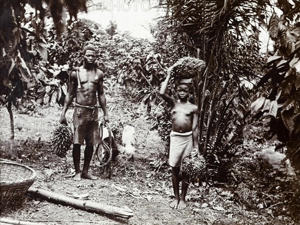 Carrying palm oil nuts. A man and a girl carry bunches of palm oil nuts for the African Oil Nuts Company. Badagry, Nigeria, circa 1925. Badagry, Lagos, Nigeria, Western Africa, Africa.