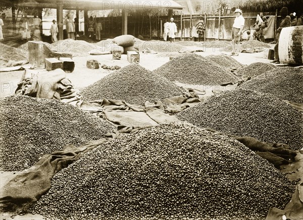 Palm oil kernals under inspection. Heaps of palm oil kernels in the yard of the African Oil Nuts Company. Badagry, Nigeria, September 1927. Badagry, Lagos, Nigeria, Western Africa, Africa.
