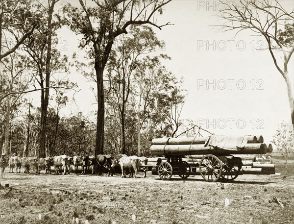 Cattle hauling logs. A bullock train stands hitched to a large wooden-wheeled cart or dray laden with five huge logs. The foreground is cleared land. Gum trees form a backdrop to the cart. Possibly New South Wales, Australia, circa 1890., New South Wales, Australia, Australia, Oceania.