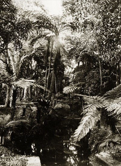 Tree ferns, Australia. Tree ferns by a manmade stream. Possibly New South Wales, Australia, circa 1890. Australia, Australia, Oceania.