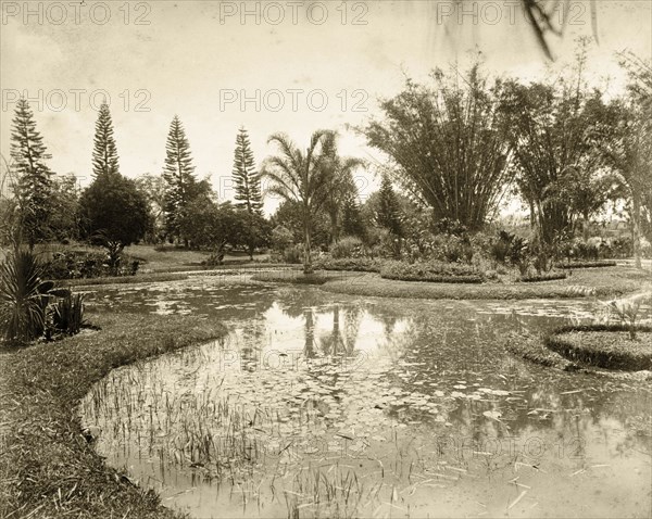 Lily pond, Queensland. Lily pond set in formal gardens. Possibly Brisbane, Australia, cica 1890., Queensland, Australia, Australia, Oceania.