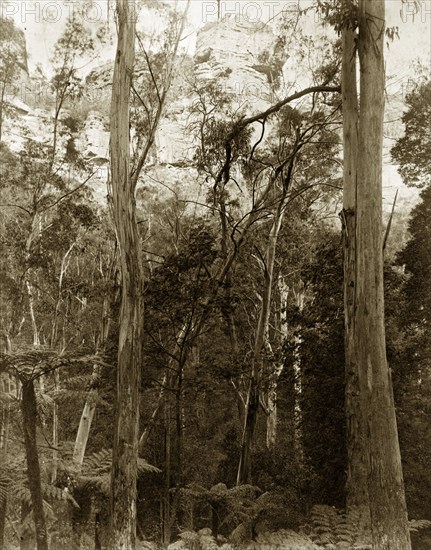 Eucalyptus forest, Australia. Tall slender trunks of eucalyptus trees rise up from thickets of tree ferns in a forest probably located in the Blue Mountains. New South Wales, Australia, circa 1885., New South Wales, Australia, Australia, Oceania.