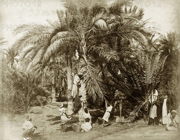 Date harvest, Egypt. A small group of men and boys harvest large bunches of dates from a date palm. Egypt, circa 1885. Egypt, Northern Africa, Africa.