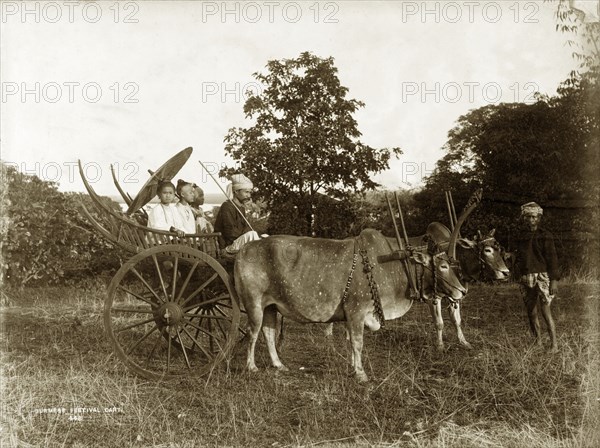 Burmese festival cart. Two humped bullocks stand together, fastened by a spiked wooden yoke to a two-wheeled cart. Three well-dressed Burmans with a parasol are seated in the cart, a driver perched in front of them. An attendant stands by the bullocks. Burma (Myanmar), circa 1885. Burma (Myanmar), South East Asia, Asia.