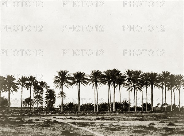 Date palms at Basidu. A row of date palms lines the beach at the village of Basidu (Bassadore), located on Qeshm Island at the mouth of the Persian Gulf. Basidu, Qeshm Island, Persia (Iran), circa 1900. Basidu, Qeshm Island, Iran, Middle East, Asia.